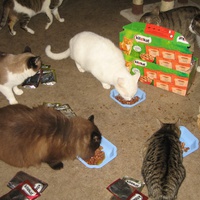 photo de livraison pour Jardin des Chats