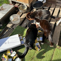 photo de livraison pour Les chats Port-Saint-Louisiens