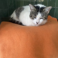 photo de livraison pour SADF (Sauvetage des animaux domestiques de France)