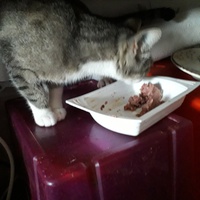 photo de livraison pour Une vie, Un chat