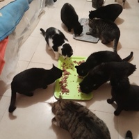 photo de livraison pour Les Amis de Michouette