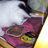 photo de livraison pour L'Arche de Marie - Mes Amours de Chats