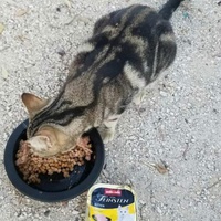 photo de livraison pour Les Chats-Pitresdelavi-Ste