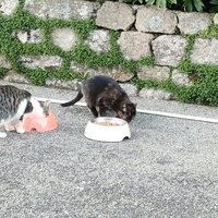 photo de livraison pour L'Arche de Namasté