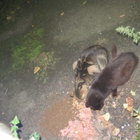 photo de livraison pour Chat Libre de l'Ile du Ramier