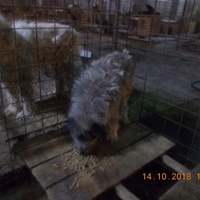 photo de livraison pour Pro Animals Finland ry