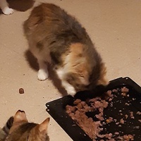 photo de livraison pour Pour l'Amour des Chats