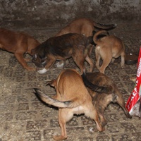 photo de livraison pour Beta Zajecar