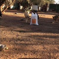 photo de livraison pour Help Adopt Moroccan Animals