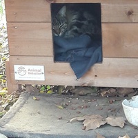 photo de livraison pour Les Chats Libres de la Canterrane