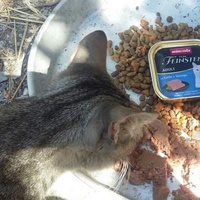 photo de livraison pour Les Chats-Pitresdelavi-Ste