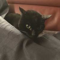 photo de livraison pour Association Des  Chats  De Hyeres