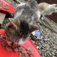 photo de livraison pour Les chats de chez nous