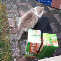 photo de livraison pour Chats du Pays d'Ornans
