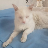photo de livraison pour Les chats de l'Indifférence