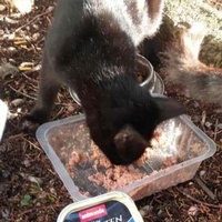 photo de livraison pour Les Chats-Pitresdelavi-Ste