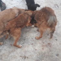 photo de livraison pour Nobody's Dog France