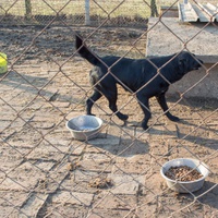 photo de livraison pour Azil Bella