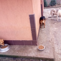 photo de livraison pour Viata Animalelor