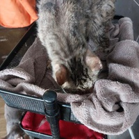 photo de livraison pour Les Chats de Cooper
