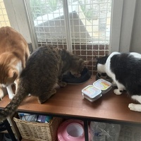photo de livraison pour Chat Gratouille