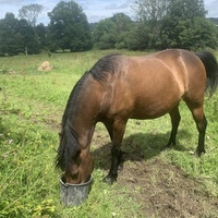 photo de livraison pour Espoir au Galop
