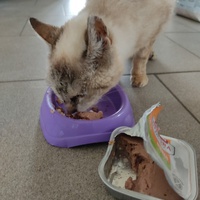 photo de livraison pour Les chats de l'Indifférence