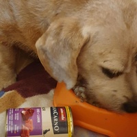 photo de livraison pour AVRAH