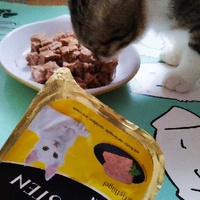 photo de livraison pour Les Chats Libres Condom 32