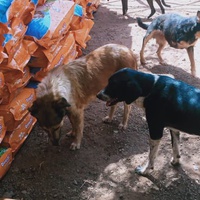 photo de livraison pour Help Adopt Moroccan Animals