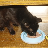 photo de livraison pour Pattes de Chats 50