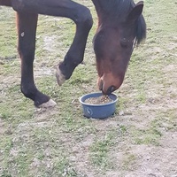 photo de livraison pour Ecurie Refuge APFFEL