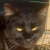 photo animal