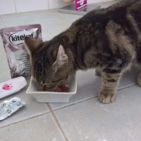 photo de livraison pour Les Chats de la Rue