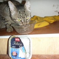 photo de livraison pour Au Rendez-vous des Animaux