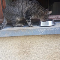 photo de livraison pour Chat de Gout'hier sans Toit