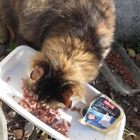 photo de livraison pour Les Chats-Pitresdelavi-Ste
