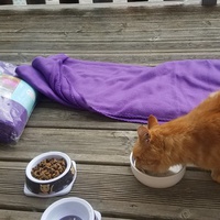 photo de livraison pour Nos Amis les Poilus à Quatre Pattes