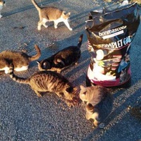 photo de livraison pour Les chats Port-Saint-Louisiens