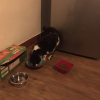 photo de livraison pour Les Chats Libres Condom 32