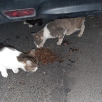 photo de livraison pour Association Animaux Errants Economie