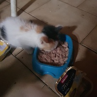 photo de livraison pour Des Cœurs pour les Pattes du 93