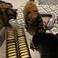 photo de livraison pour Les Chats de Condom 32