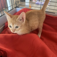 photo de livraison pour Association des Chats Camarguais