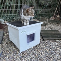 photo de livraison pour Les chats de chez nous