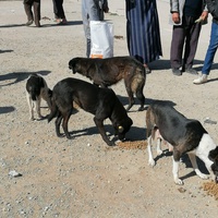 photo de livraison pour ADAN Essaouira