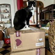 photo de livraison pour Association C.A.T.S. Chat Animal Terrien Solidarité