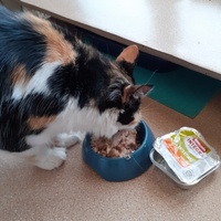 photo de livraison pour Des Cœurs pour les Pattes du 93