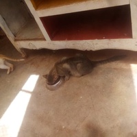 photo de livraison pour Help Adopt Moroccan Animals