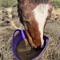 photo de livraison pour Association Equi’souffle
